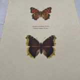 Antique butterfly etching 1900 art deco vintage botanical plate