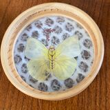 Tray and 6 coasters with naturalized butterflies