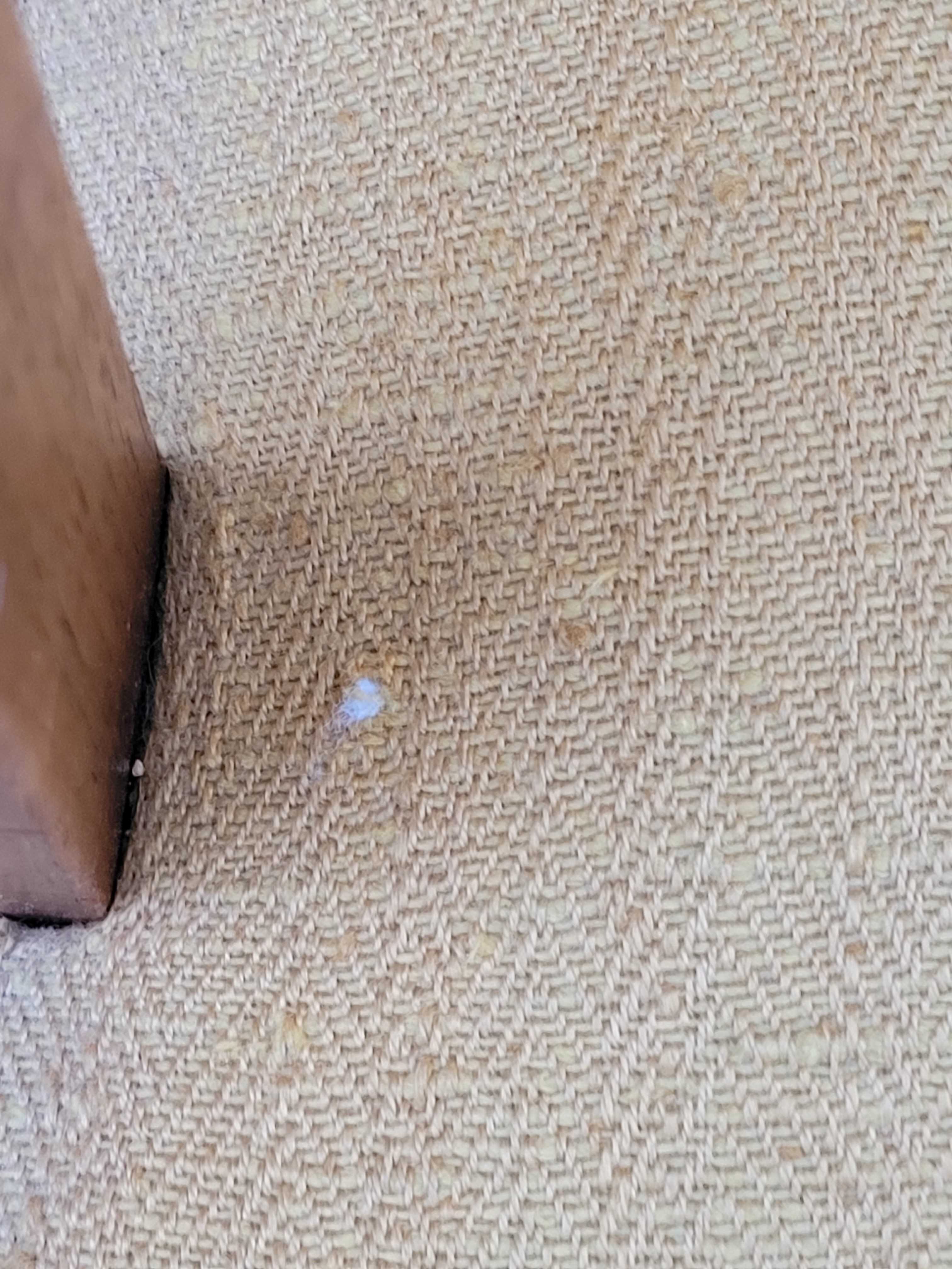 Pair of armchairs bridge era art deco walnut