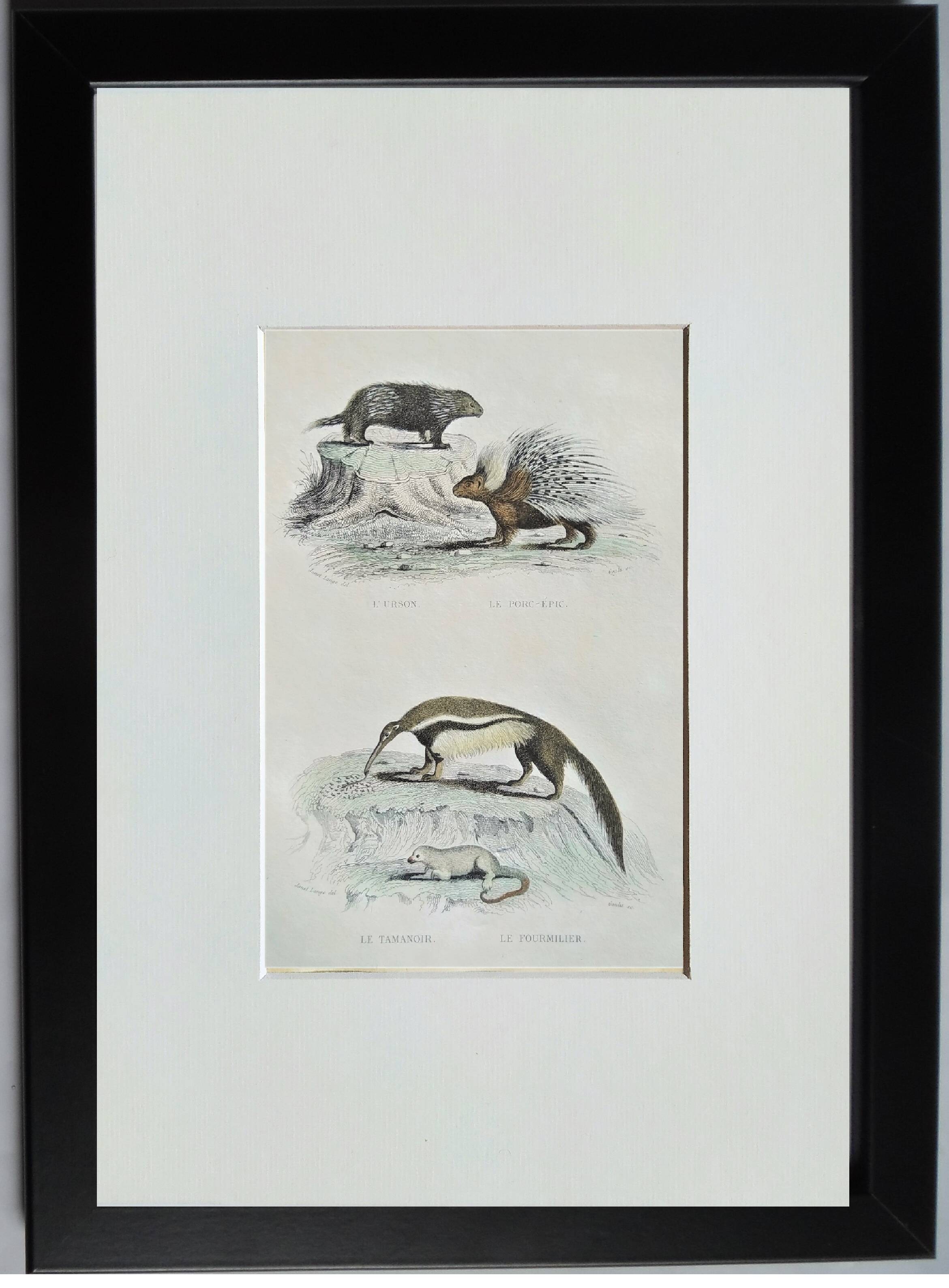 Original zoological plate " urson, porcupine, tamanoir,... - buffon 1840