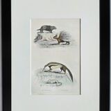 Original zoological plate " urson, porcupine, tamanoir,... - buffon 1840