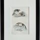 Original zoological plate " urson, porcupine, tamanoir,... - buffon 1840