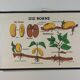 Vintage educational wall hanging roll chart biology bean plant