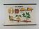 Vintage educational wall hanging roll chart biology bean plant