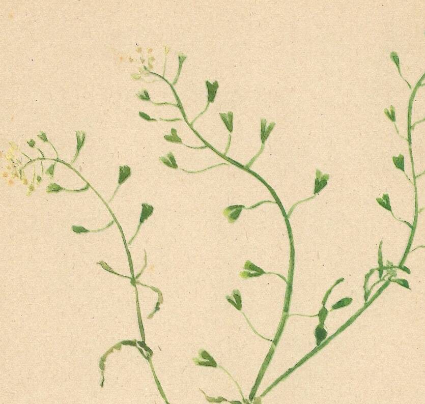 Antique illustration from 1948. Meadow flower by Strache. Shepherd's purse