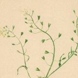 Antique illustration from 1948. Meadow flower by Strache. Shepherd's purse