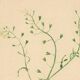 Antique illustration from 1948. Meadow flower by Strache. Shepherd's purse