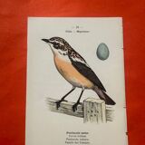 Botanical engraving birds double sided naturalist board