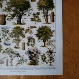 Lithographie originale sur les arbres