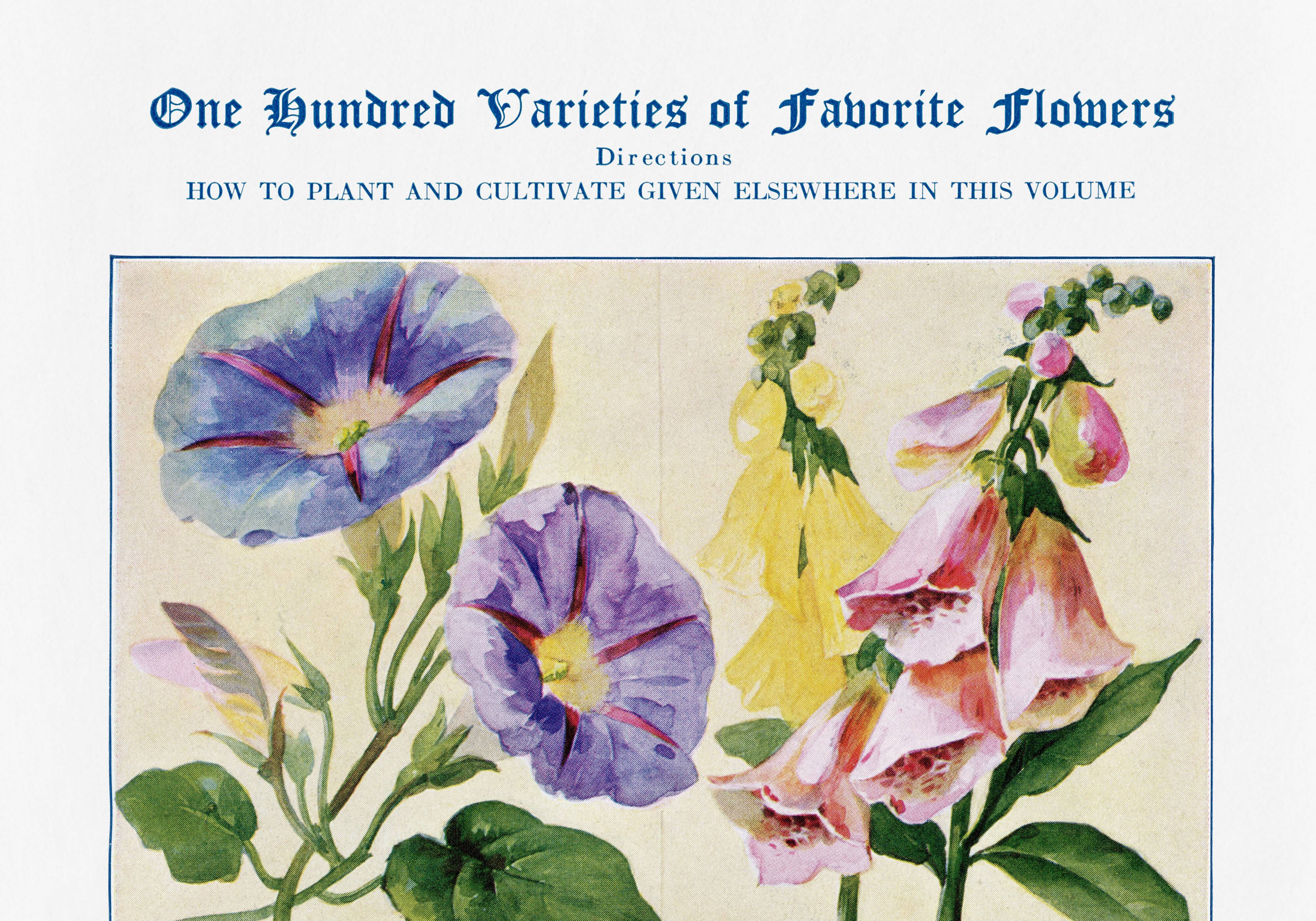 Poster featuring Belle-de-nuit, Digitale, Fuchsia and Gaillarde