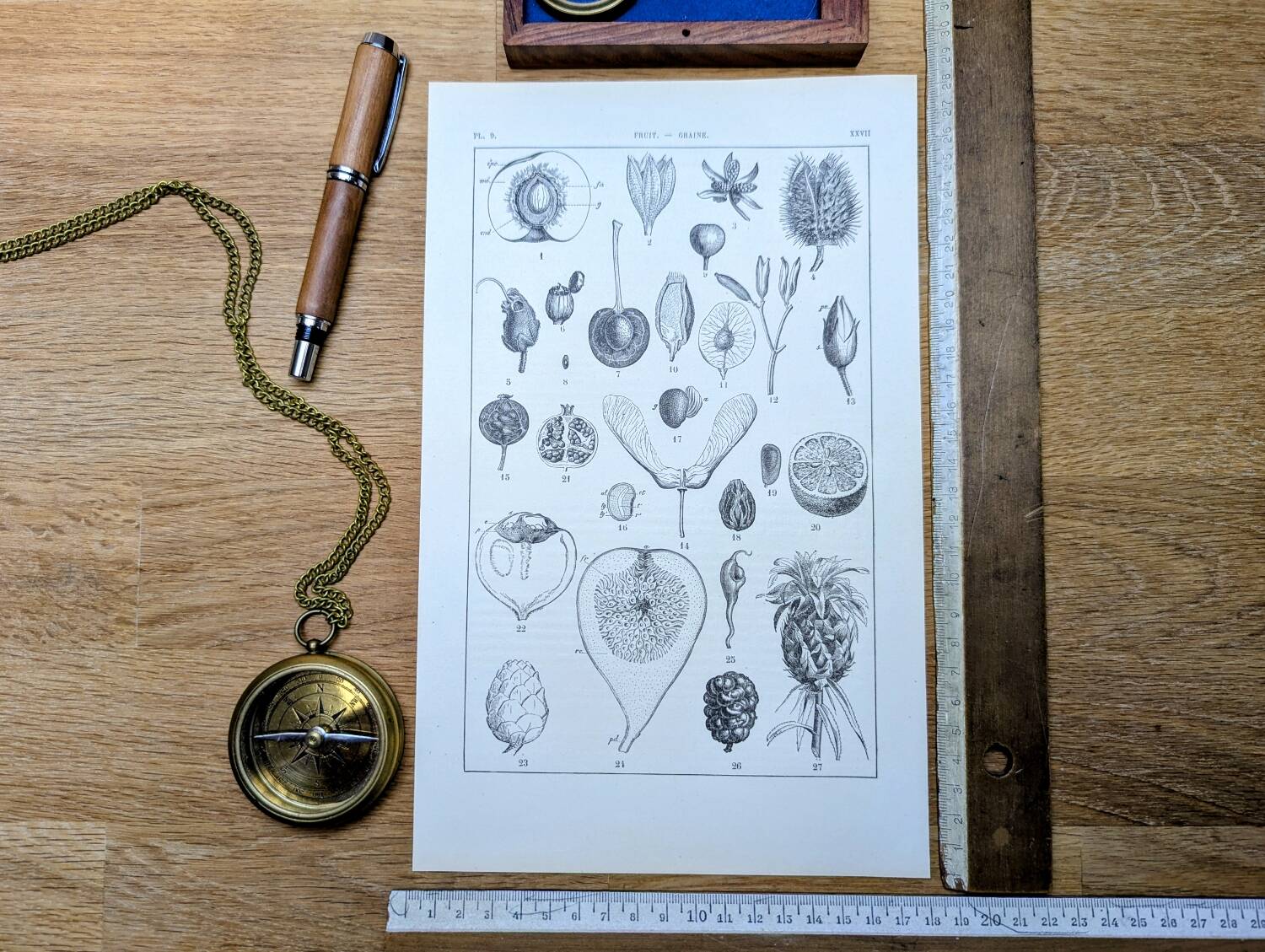 Printed in 1889, fruits and seeds. Antique botanical plate.