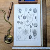 Printed in 1889, fruits and seeds. Antique botanical plate.