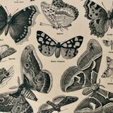 Lithograph on butterflies - 1920