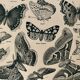 Lithograph on butterflies - 1920