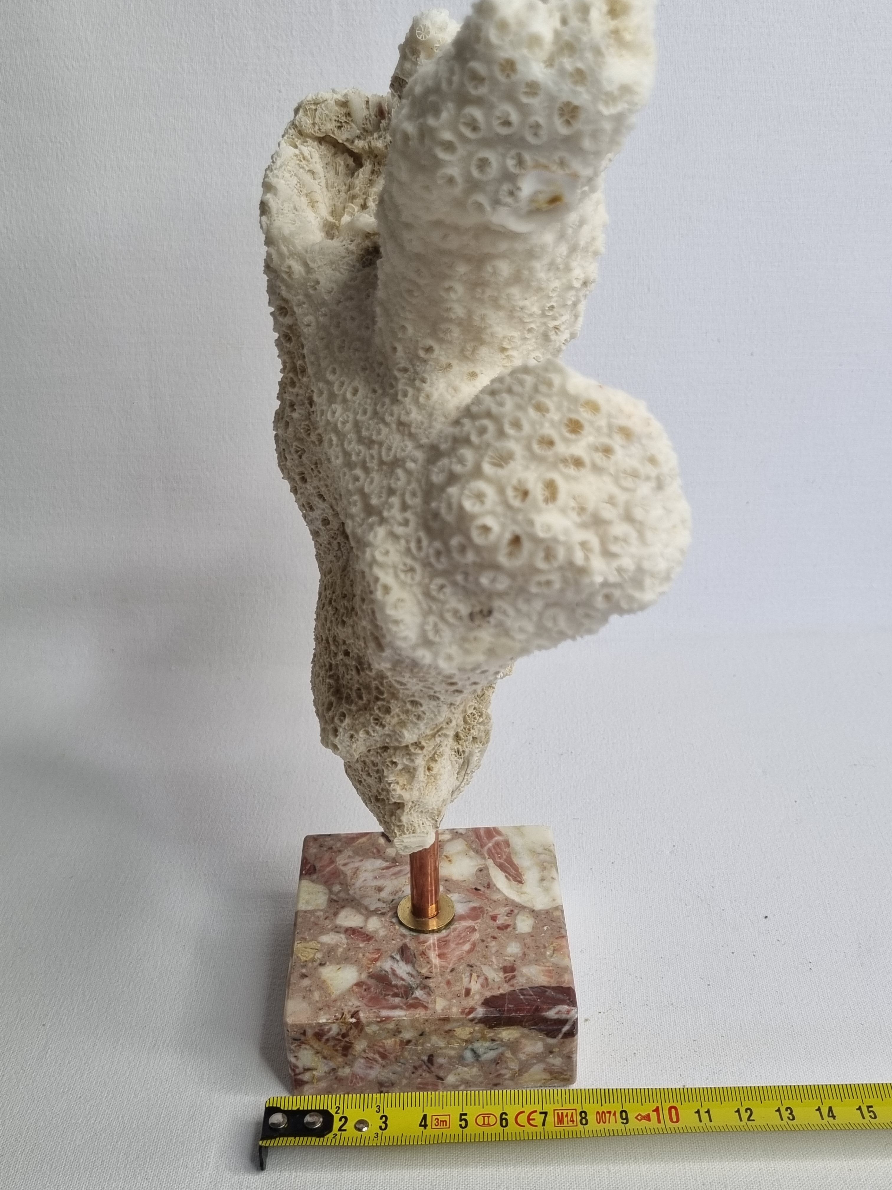 Old white coral branch on pedestal, 27 cm
