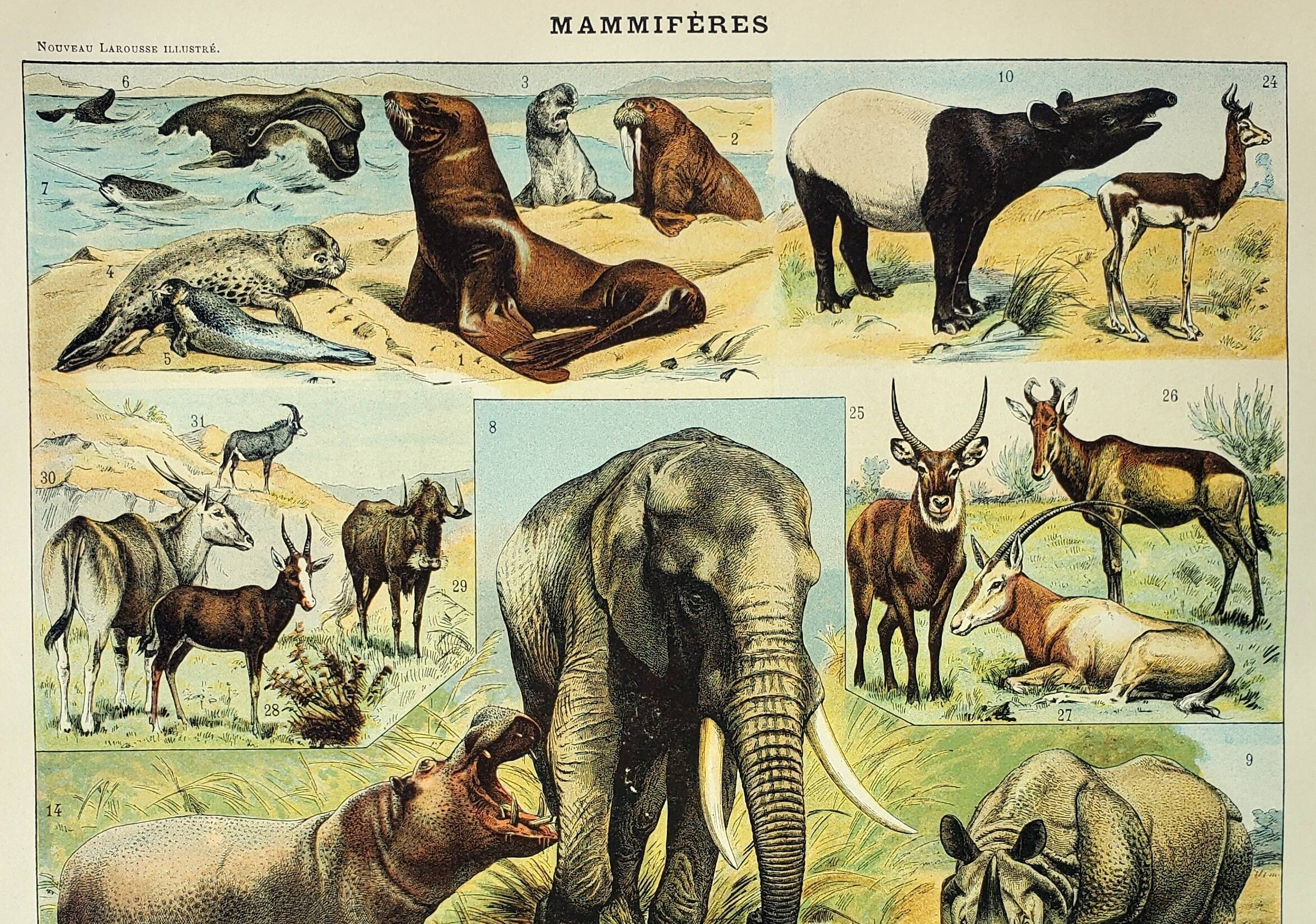 Antique engraving 1898, Mammals 1, animals, zoology • Lithograph, original illustration