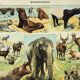 Antique engraving 1898, Mammals 1, animals, zoology • Lithograph, original illustration