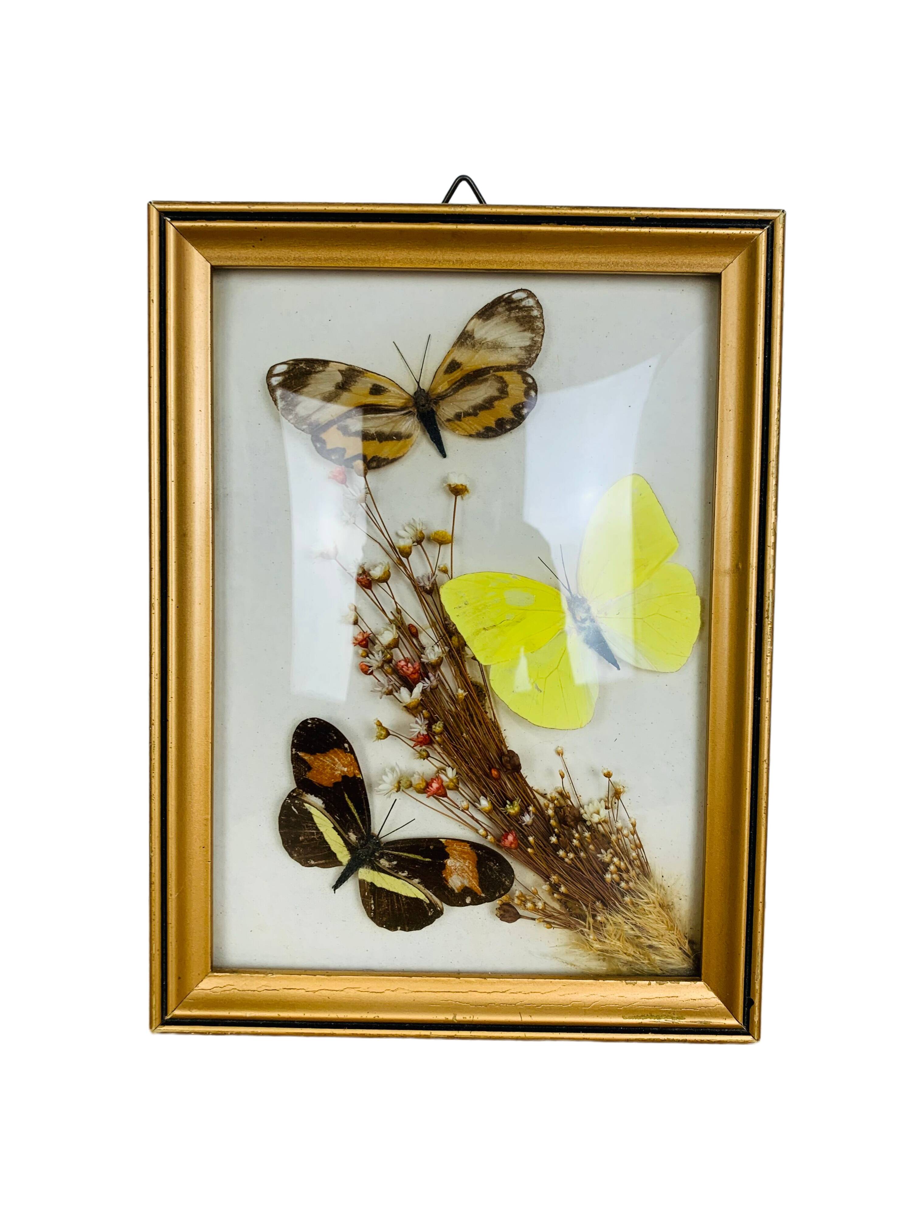 Vintage naturalized butterfly frame 19.5 x 14.5 cm