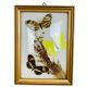 Vintage naturalized butterfly frame 19.5 x 14.5 cm
