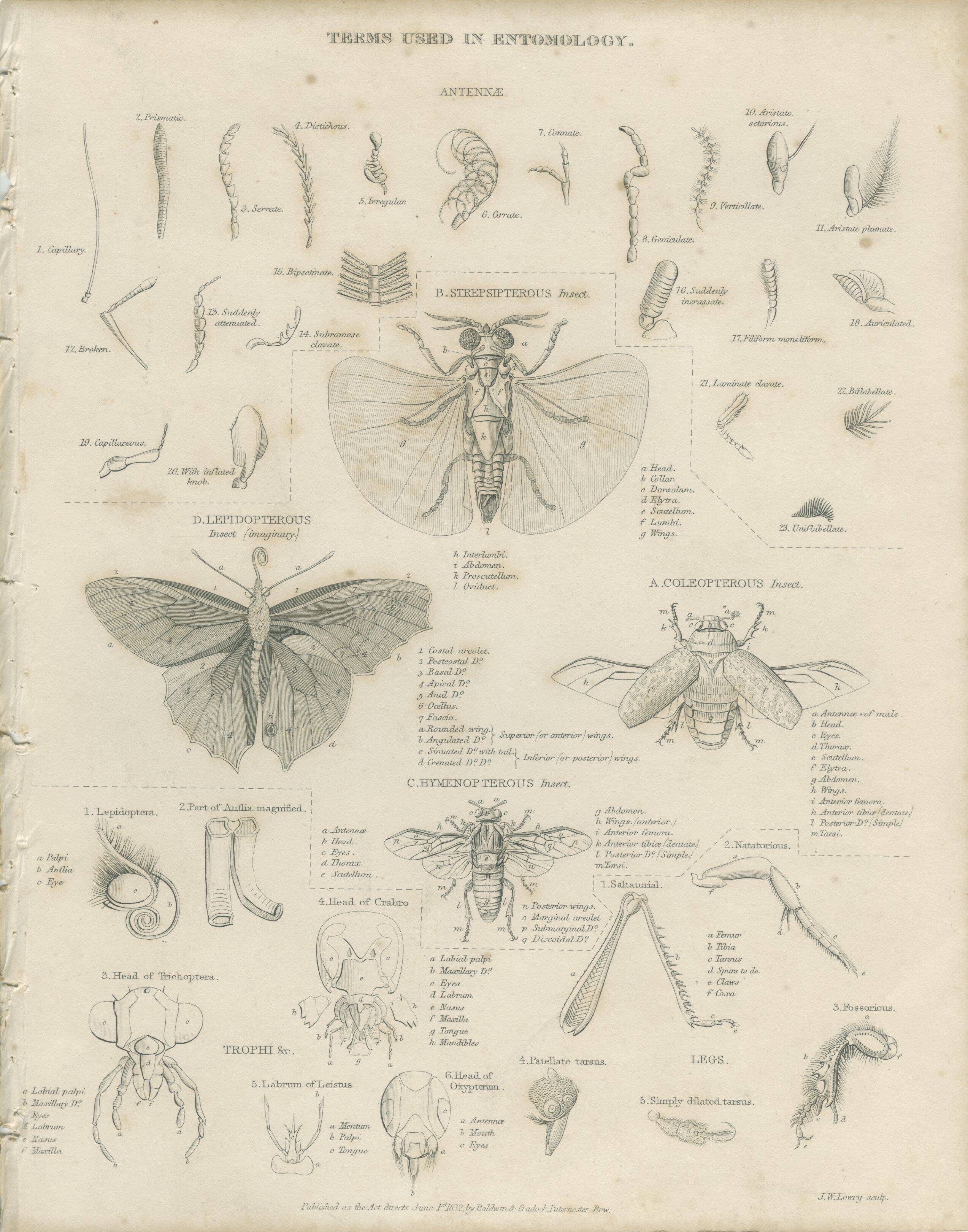 Antique engraving on Entomology: xix