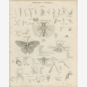 Antique engraving on Entomology: xix