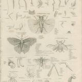 Antique engraving on Entomology: xix