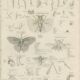 Gravure ancienne sur l'Entomologie: xixe