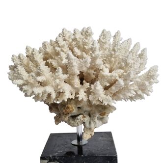 Old white coral Acropore on marble base, 19 cm