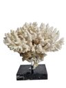 Old white coral Acropore on marble base, 19 cm