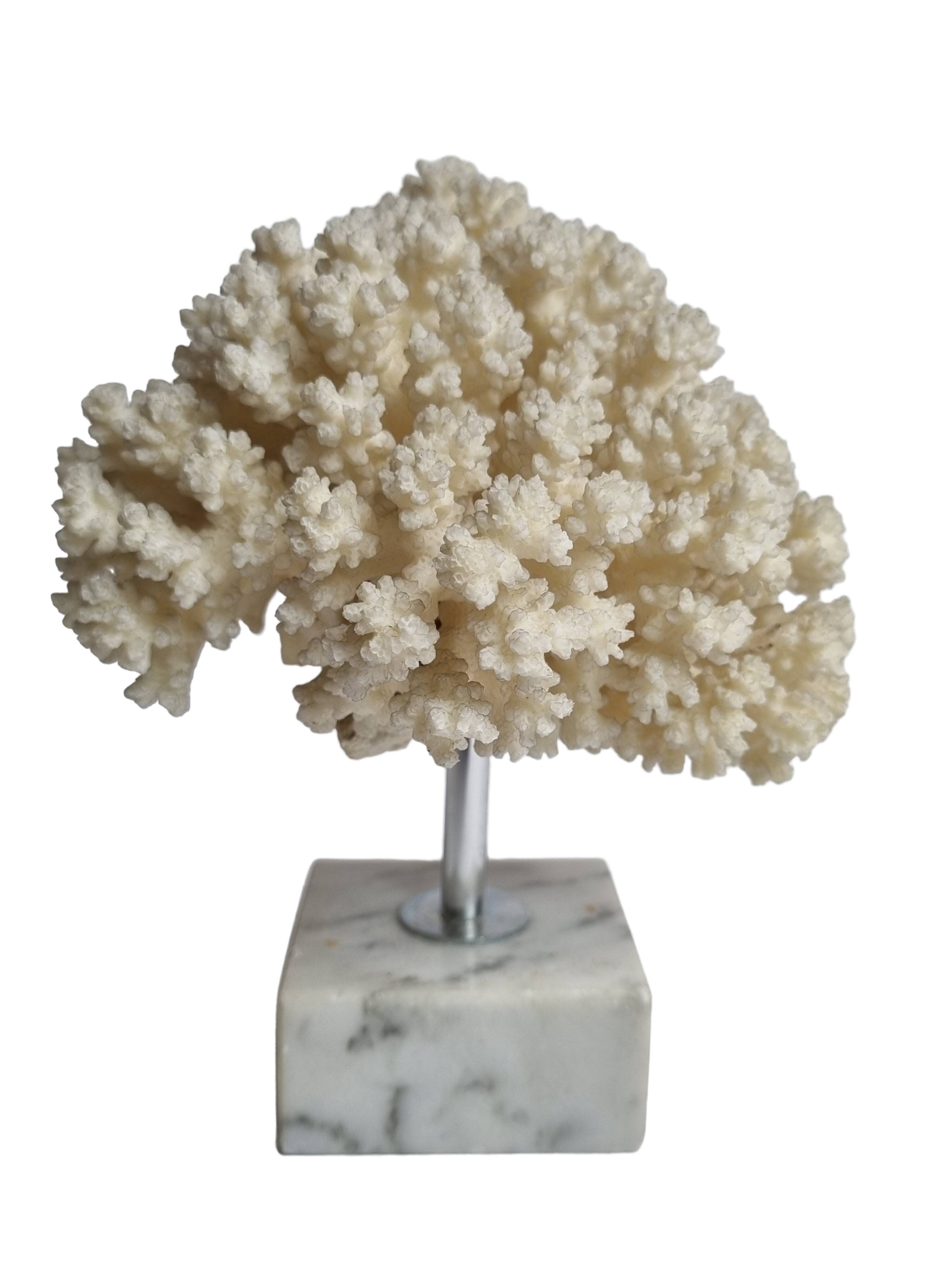 Ancient white coral on marble base