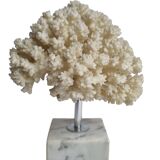 Ancient white coral on marble base