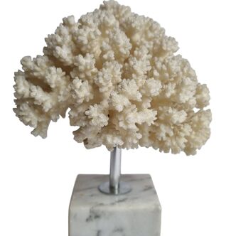 Ancient white coral on marble base