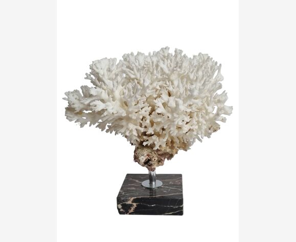 Ancient white coral on portor marble base