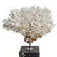 Ancient white coral on portor marble base