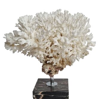 Ancient white coral on portor marble base