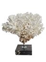 Ancient white coral on portor marble base