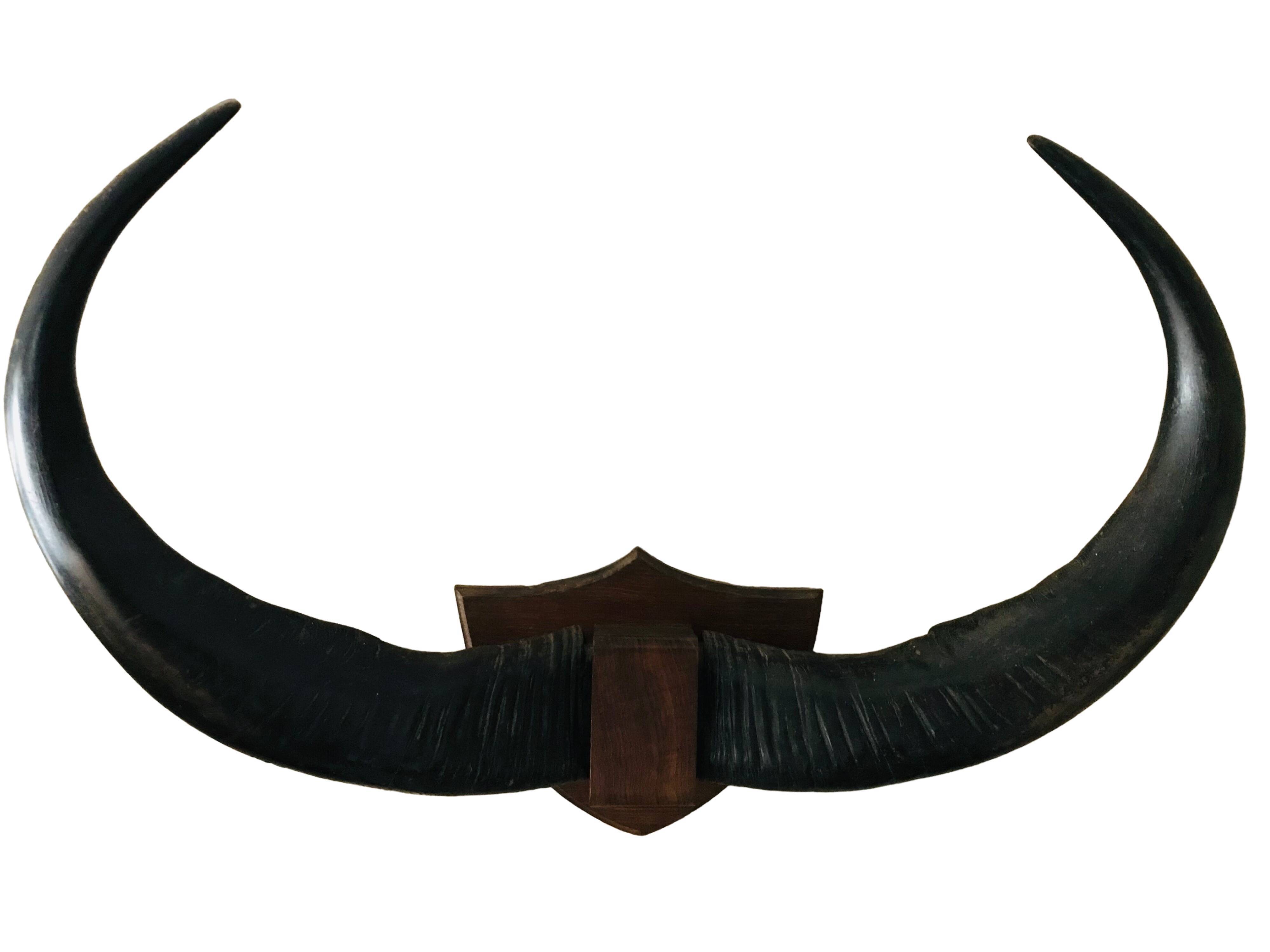 Horns of African animals