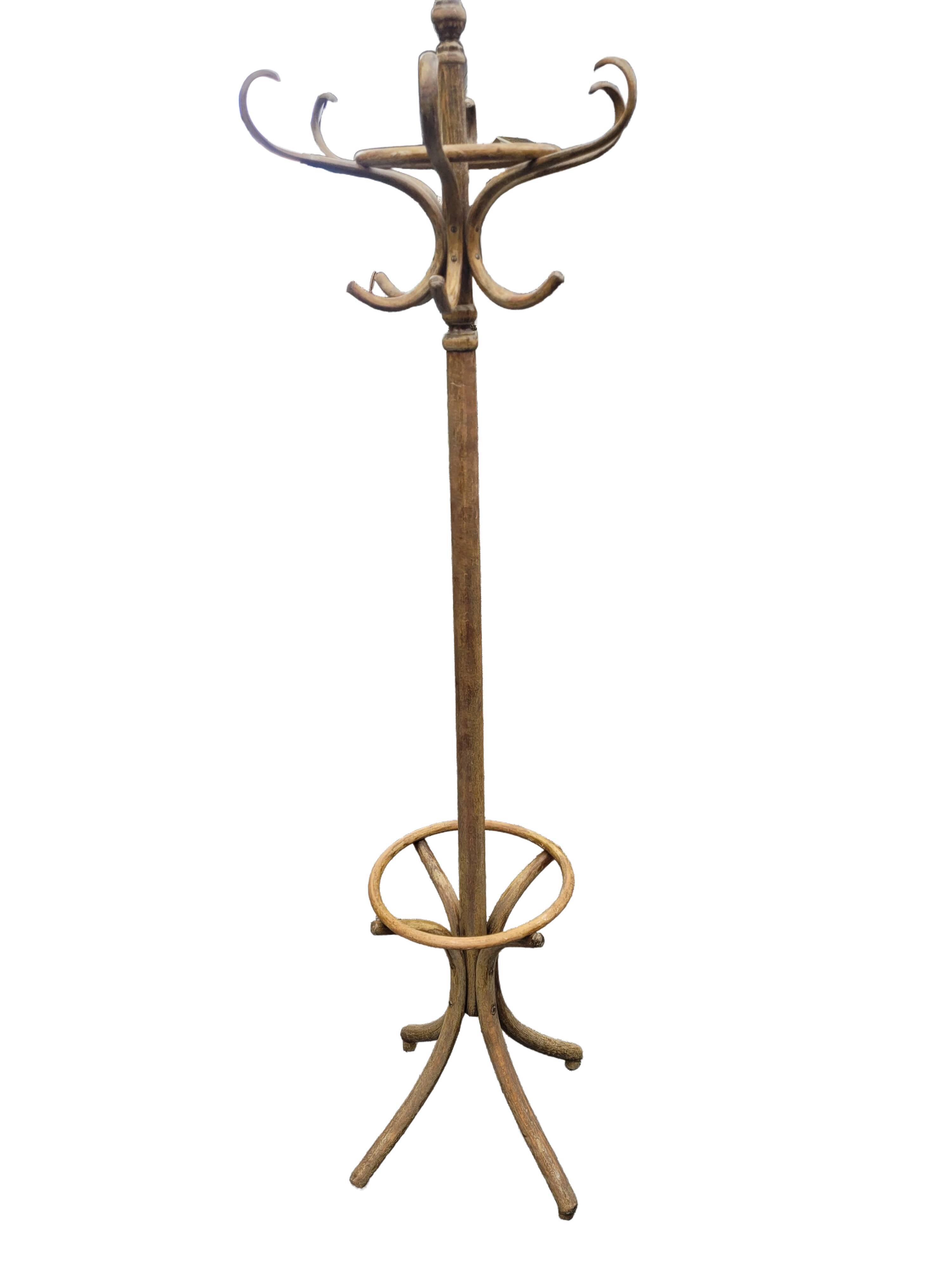 Old parrot in curved wood