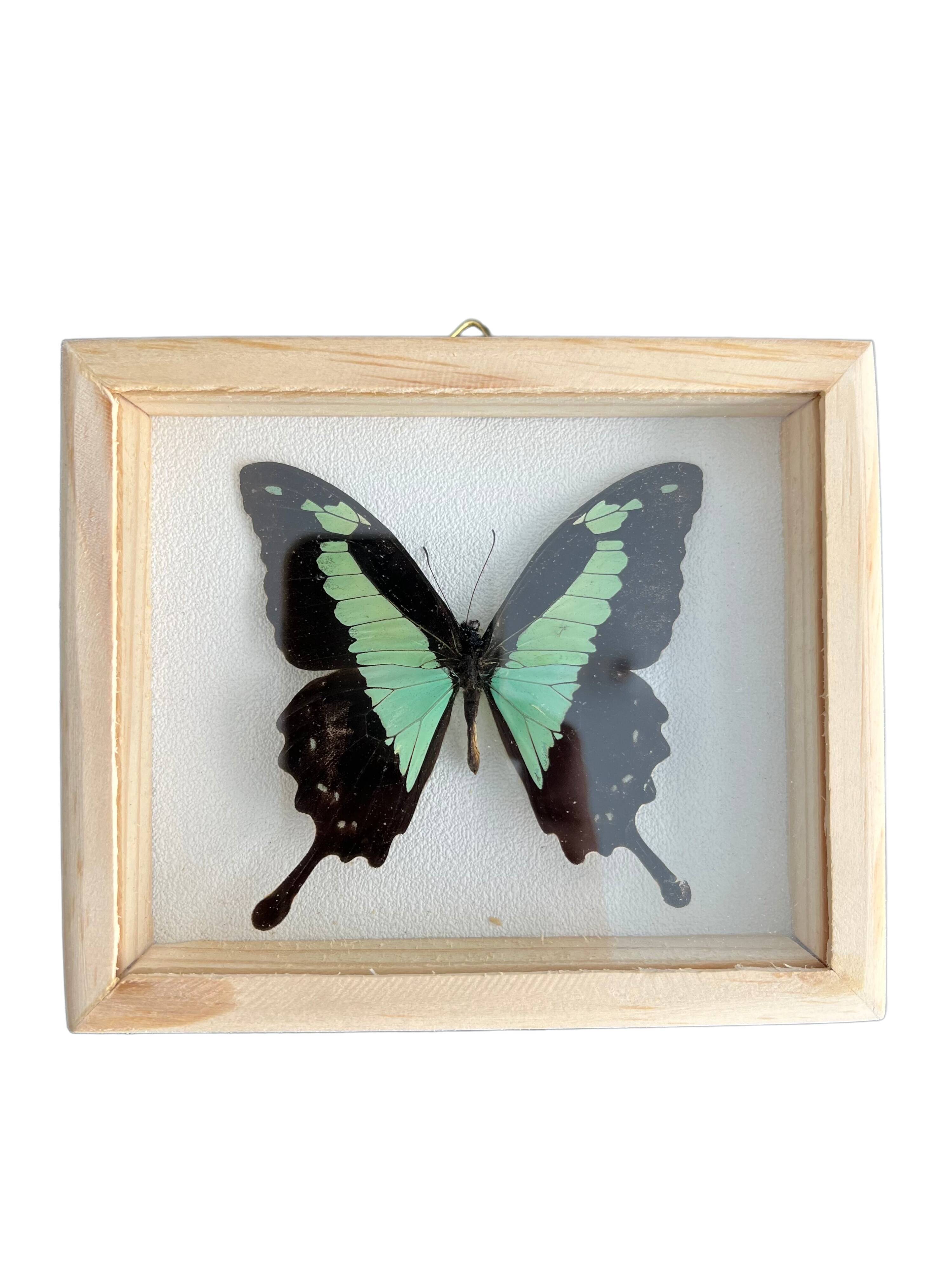 Naturalized butterfly taxidermy frame