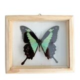 Naturalized butterfly taxidermy frame