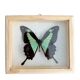 Naturalized butterfly taxidermy frame