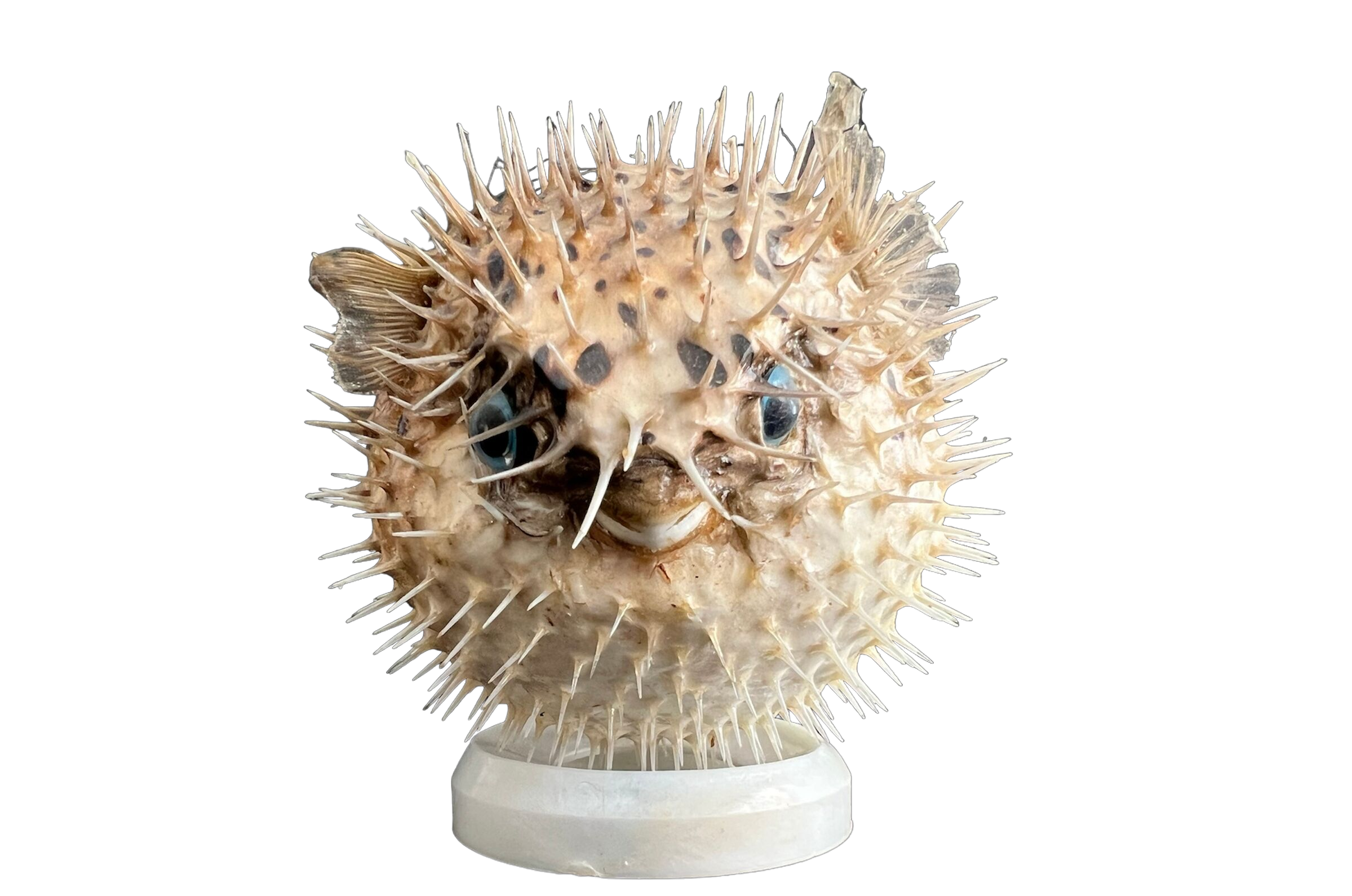 Naturalized diodon fish