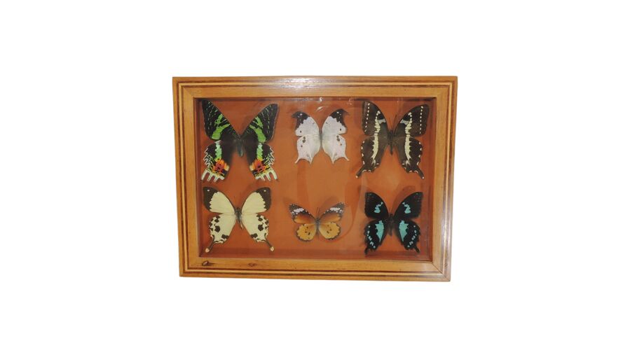 Butterfly/vintage/Naturalized insect/entomological frame