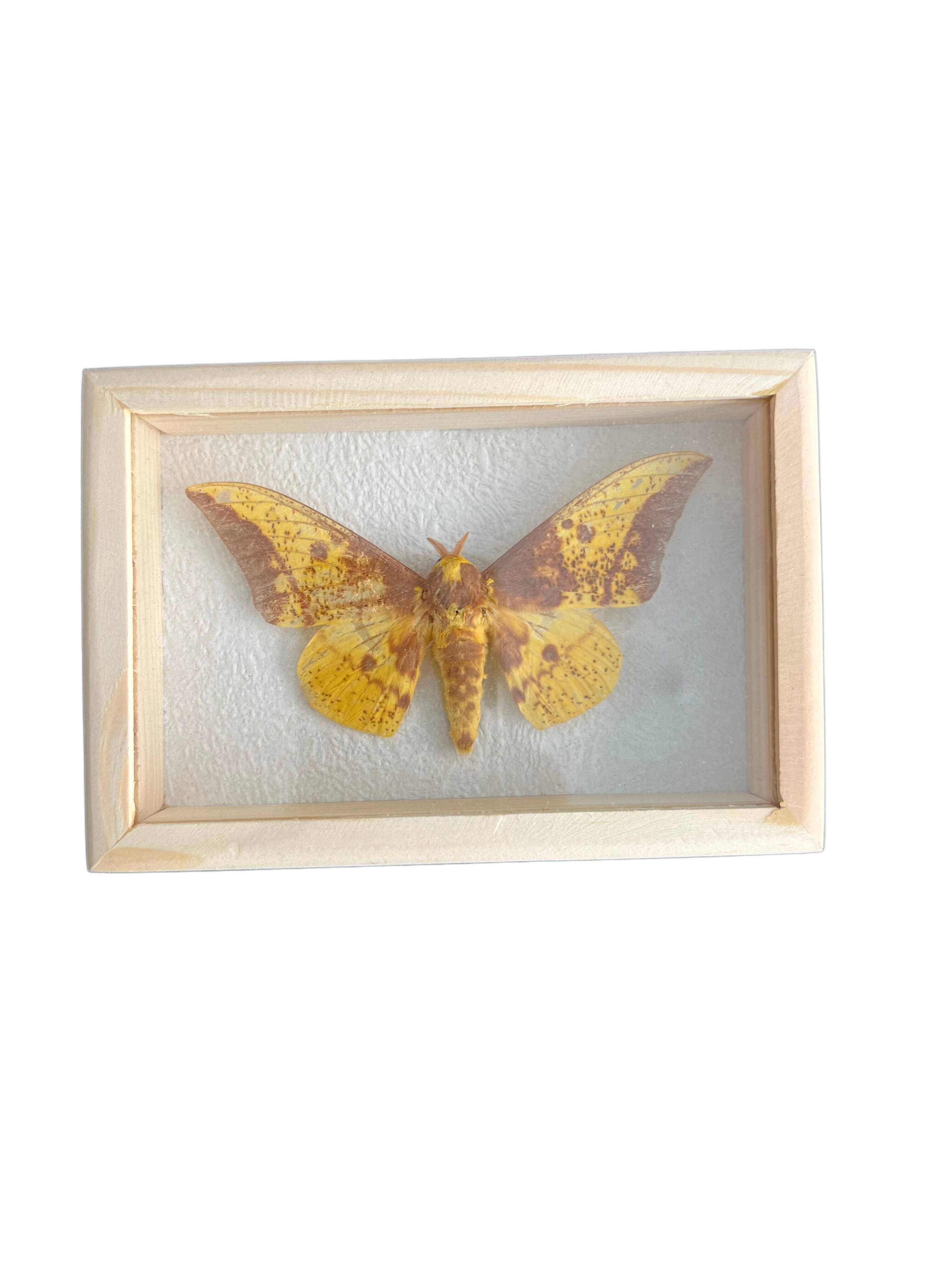 Butterfly frame Naturalized