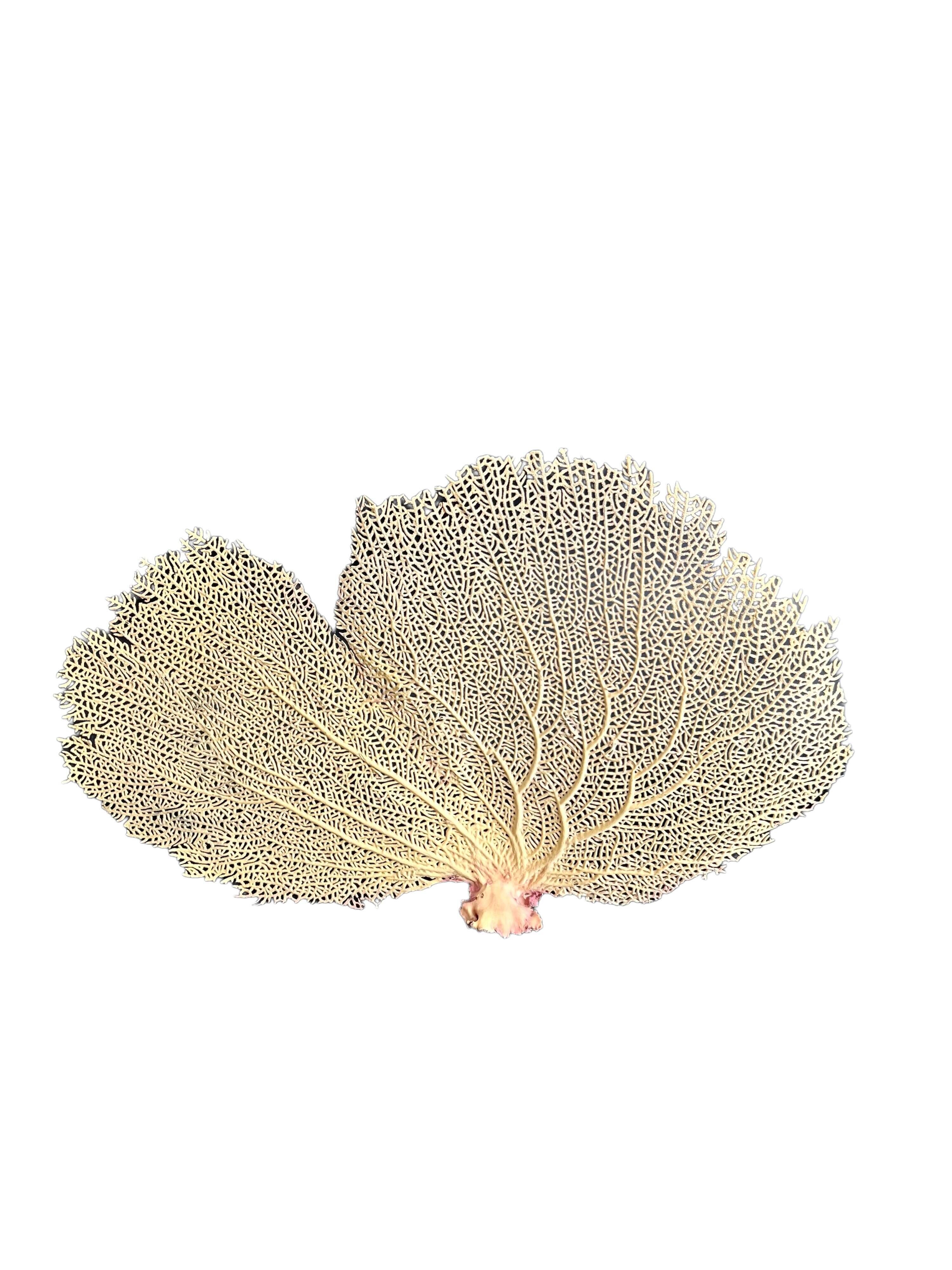 Ancient coral gorgon