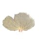 Ancient coral gorgon