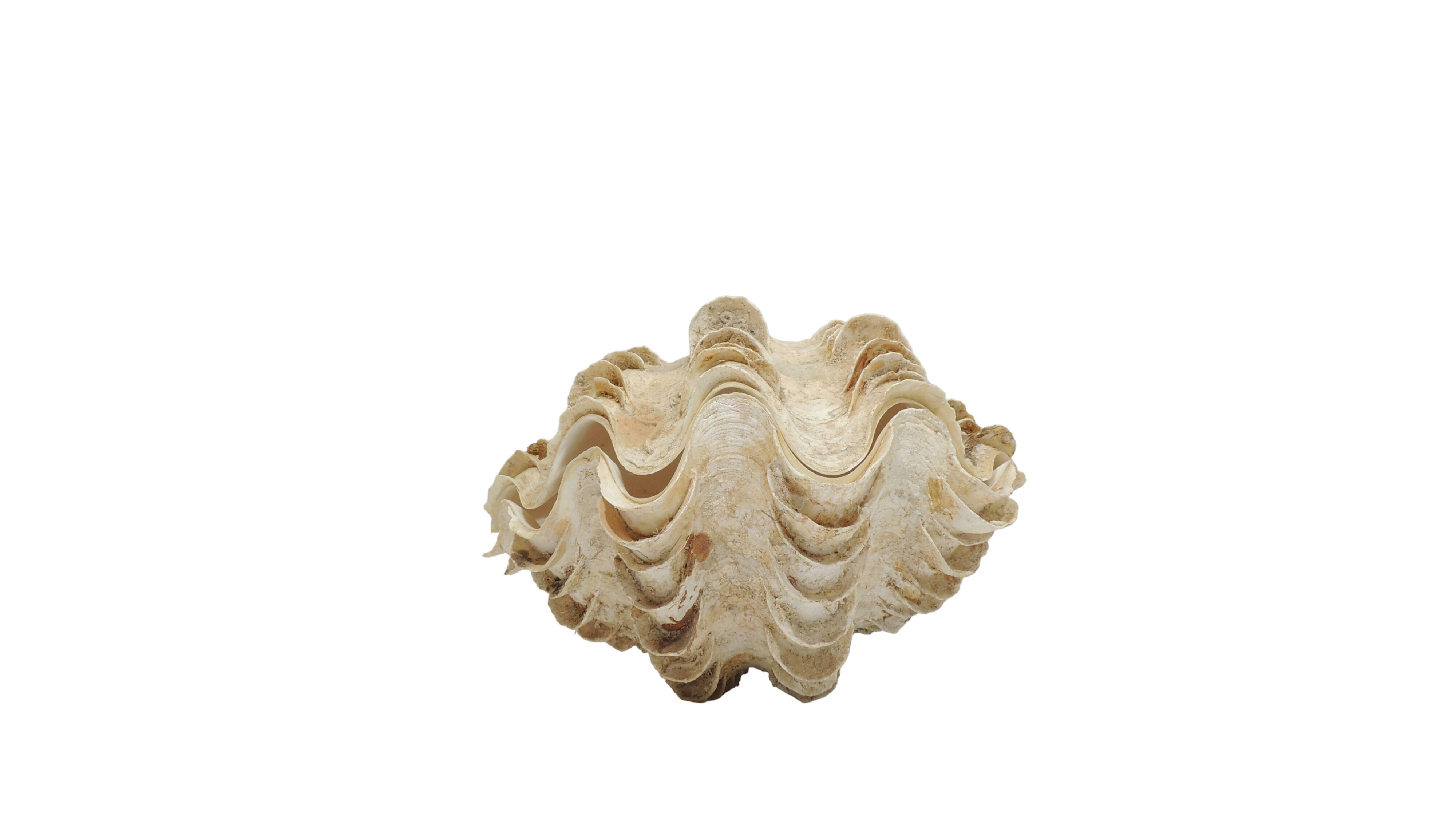 Clamshell geant/clam/Collectible shell/aquarium