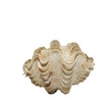 Clamshell geant/clam/Collectible shell/aquarium