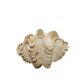 Clamshell geant/clam/Collectible shell/aquarium