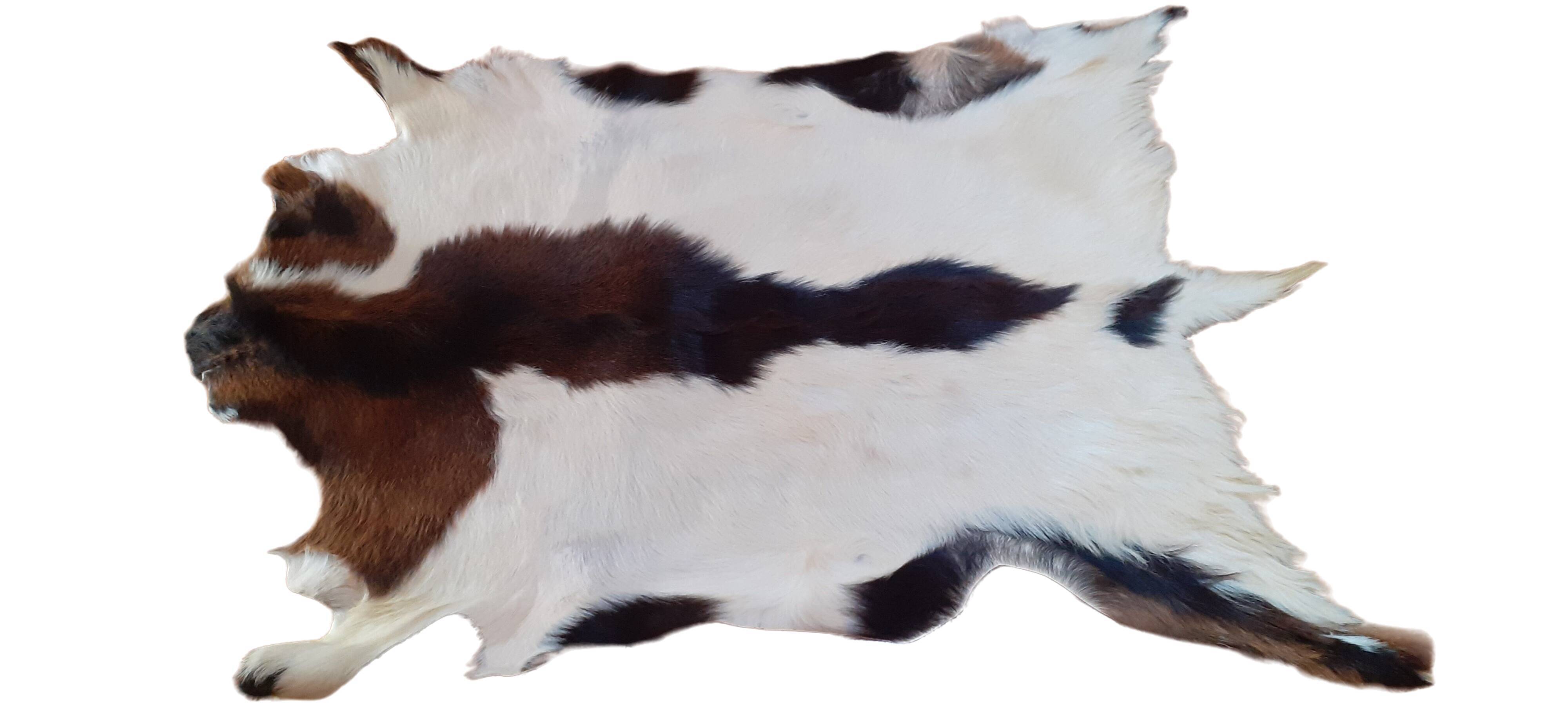 New goat skin